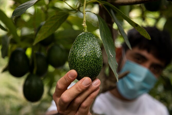 Guided Tour to the only coffee farm in Europe - Coffee in Europe, set in a real tropical orchard