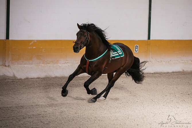 Horse and Flamenco Show in Malaga with Dinner - Ritmo a Caballo (17:45–19:30): the equestrian show you’ll remember