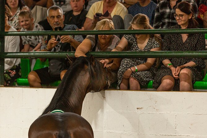 Horse and Flamenco Show in Malaga with Dinner - Should you book this Malaga horse and flamenco dinner show?