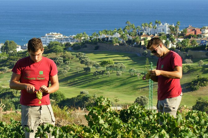 Manilva Oceanfront Wine Experience in the Marbella Area - CIVIMA in Manilva: the wine lesson before the wine