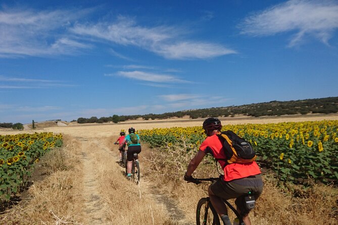 MTB (Self-Guided) Setenil de las Bodegas - 30km Easy - The countryside you’ll actually notice: olive groves, vineyards, and quiet tracks
