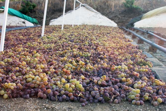 Muscat Raisin Route - Small group with lunch included - Key highlights worth your time