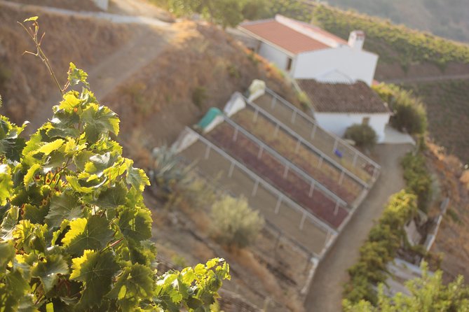 Muscat Raisin Route - Small group with lunch included - Why this Muscat raisin route day feels different