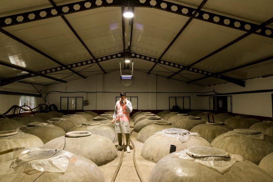OLIVE OIL & WINE TOUR Organic fields - 5 Wines + 3Olive Oils - From Plaza de la Marina to the organic fields of Mollina