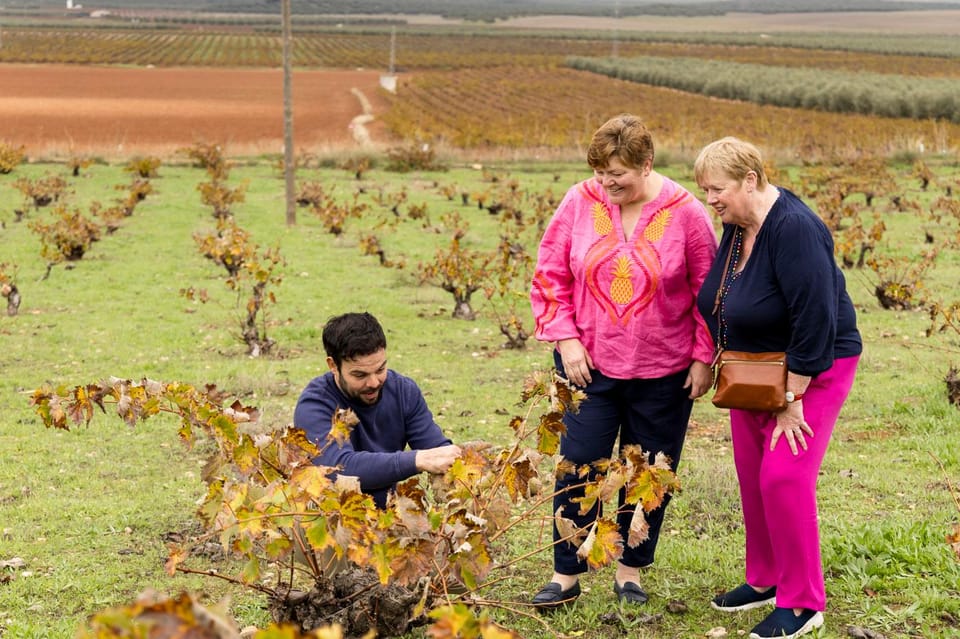 OLIVE OIL & WINE TOUR Organic fields - 5 Wines + 3Olive Oils - Timing, group size, and how to make the day comfortable