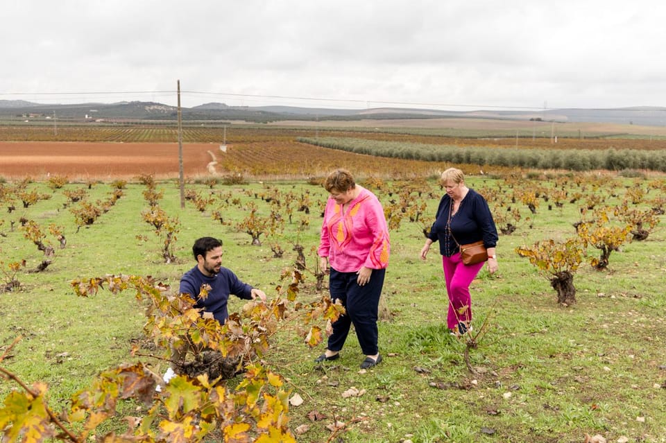 OLIVE OIL & WINE TOUR Organic fields - 5 Wines + 3Olive Oils - Price and value: what $108 covers (and what you’re really paying for)