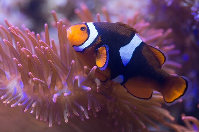 Premium Ticket Sea Life Benalmádena - Premium Ticket: the flexibility that actually matters