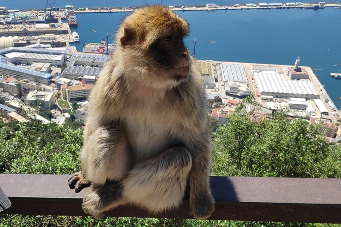 Private Day Tour in Gibraltar and Tangier, Morocco from Malaga - Key highlights you’ll actually feel