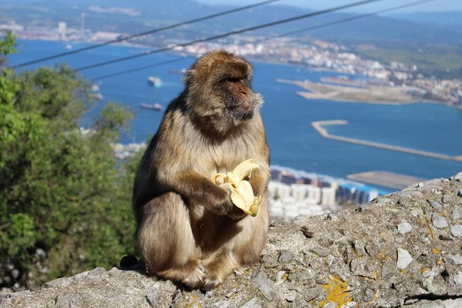 Private Day Trip to Gibraltar from Malaga or Marbella - Price and what $765.48 per person really covers
