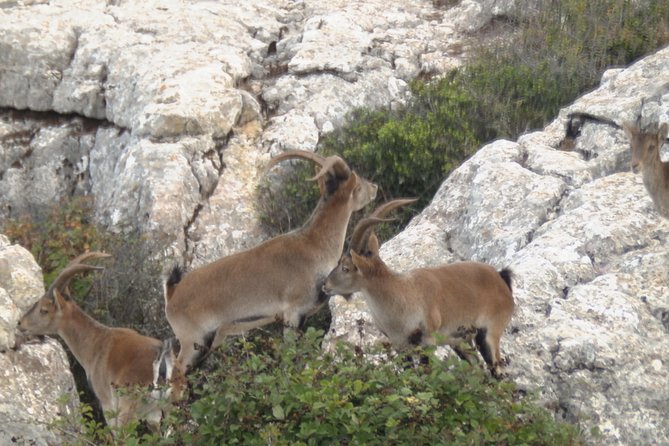 Private Guided Tour to Torcal de Antequera - Why a Private Torcal Hike Beats the Usual Day Trip
