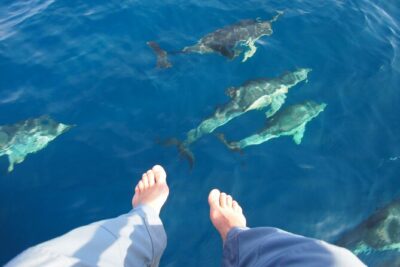 Private Sailing - dolphin Experience Estepona - drink & food - 4h - Roberto and Crew: Real Sailing Talk, Not a Script