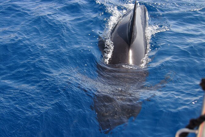 Private Sailing - dolphin Experience Estepona - drink & food - 4h - Dolphins: How This Day Really Delivers