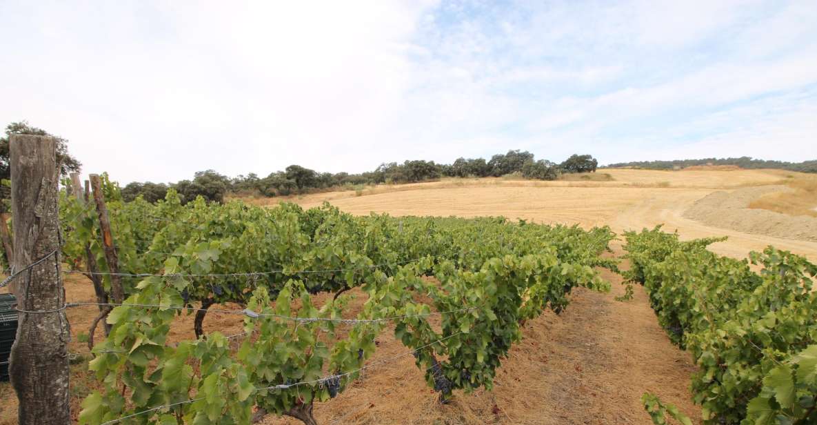 Private Winery Tour and Visit to Ronda - Private Transportation and the Real Value of the Price
