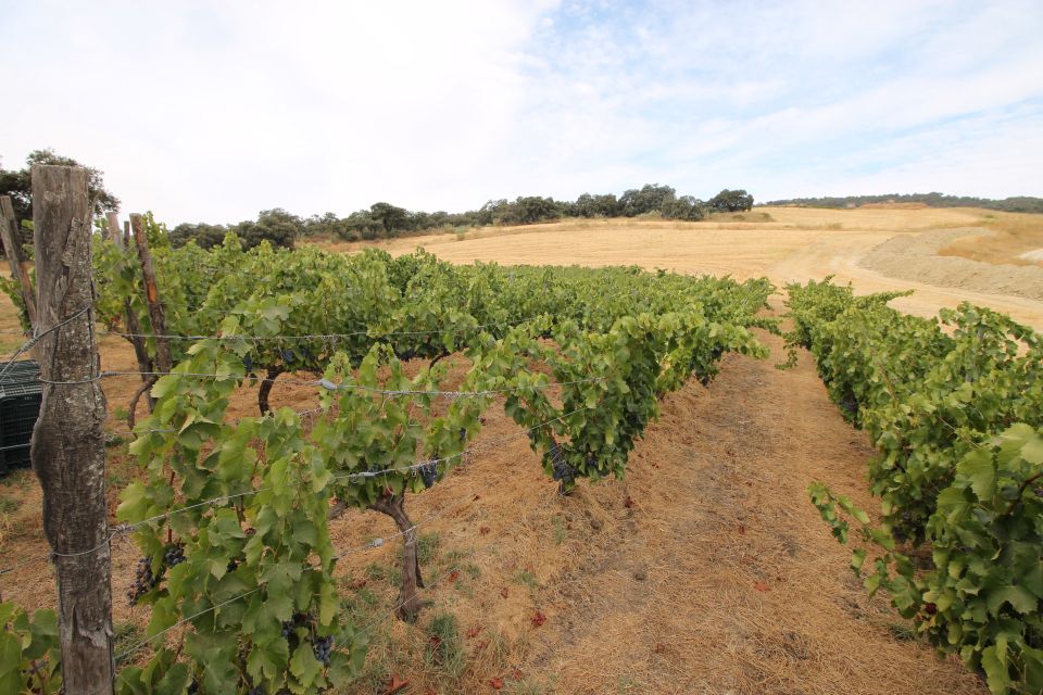 Private Winery Tour and Visit to Ronda - Who This Tour Fits Best (and Who Might Skip It)