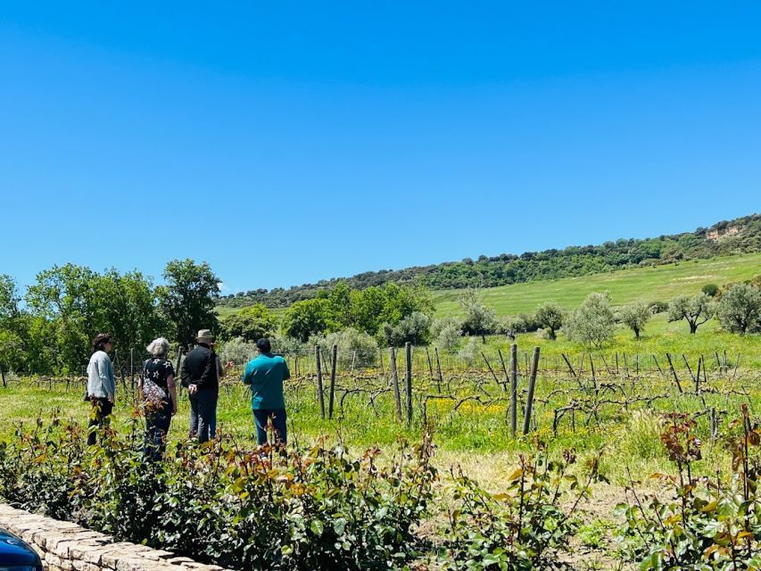 Private Winery Tour and Visit to Ronda - Should You Book This Private Winery and Ronda Day Trip?