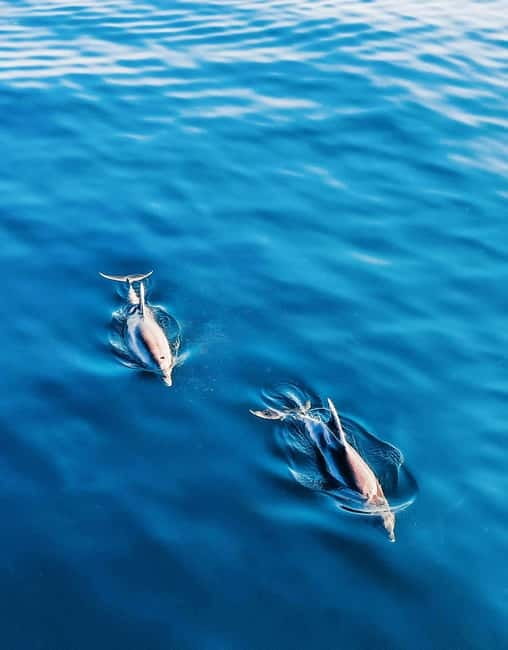 Puerto Banús: Boat Cruise with Snorkeling & Paddle Board - What Makes It Feel Exclusive: Private Boat + Captain Care