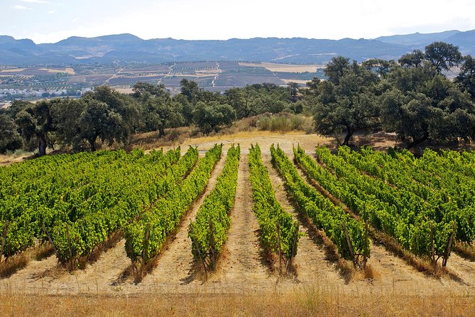 Ronda Private Full Day Wine Tour - How the 7–8 Hour Timing Works in Real Life