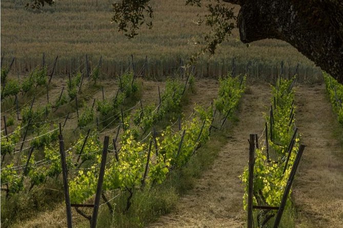 Ronda Private Wine Tour and Tapas from Marbella - The barrel room lesson: where winemaking gets real