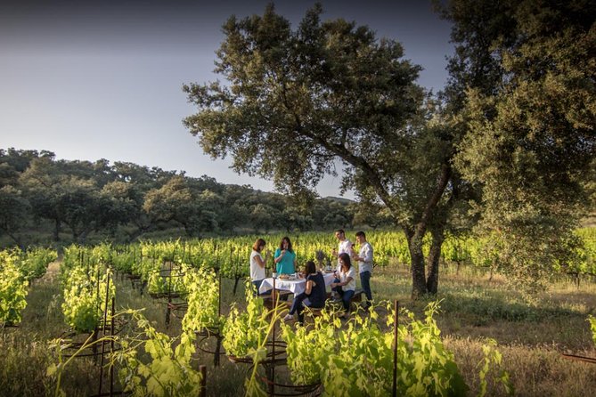 Ronda Private Wine Tour and Tapas from Marbella - Finca La Melonera vineyards: tasting white wine under an oak
