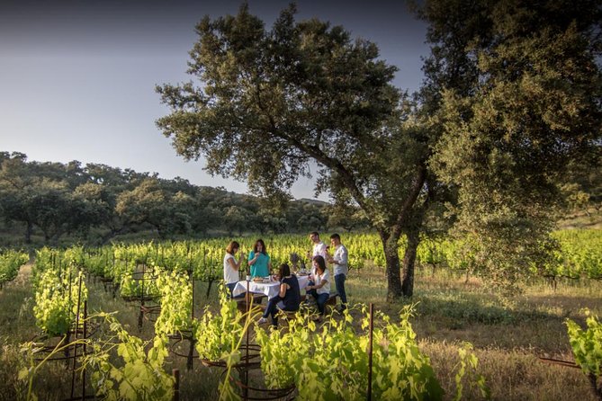 Ronda Private Wine Tour + Free Time in Ronda - Hotel Pickup in Málaga: Start Easy, Stay Stress-Free