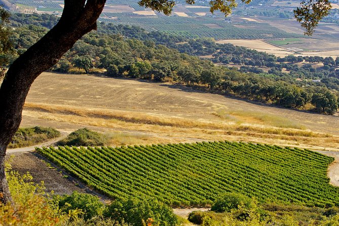 Ronda Private Wine Tour + Free Time in Ronda - Who Should Book This Private Wine Tour + Ronda Free Time