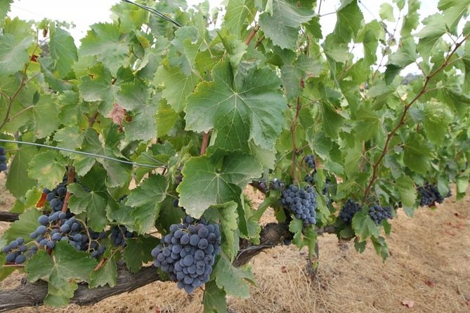 Ronda Private Wine Tour + Free Time in Ronda - Should You Book This Tour?