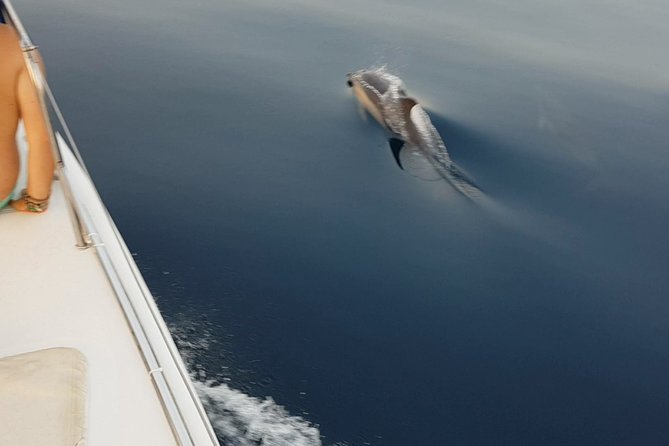 Sighting Dolphin Trip Estepona, Marbella - The Coastal Cruise: You Get Great Views Even Before Dolphins Are a Factor