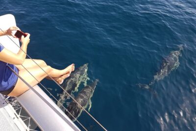 Sighting Dolphin Trip Estepona, Marbella - The Dolphin Hunt: Luck, Weather, and the Real Meaning of “If We Are Lucky”