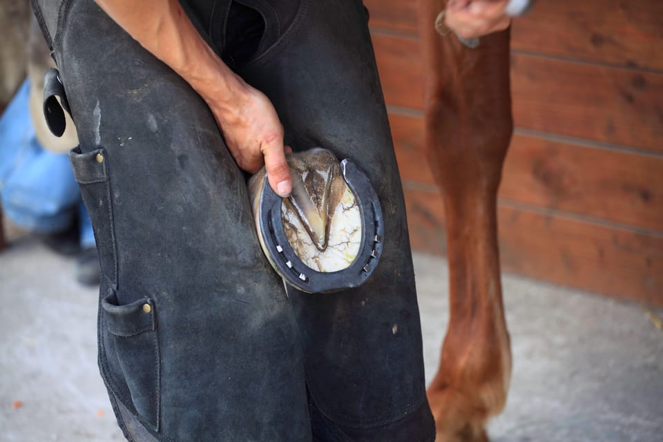 Torremolinos: Guided tour to stables of El Ranchito - Photos and video rules: how to capture the moment properly