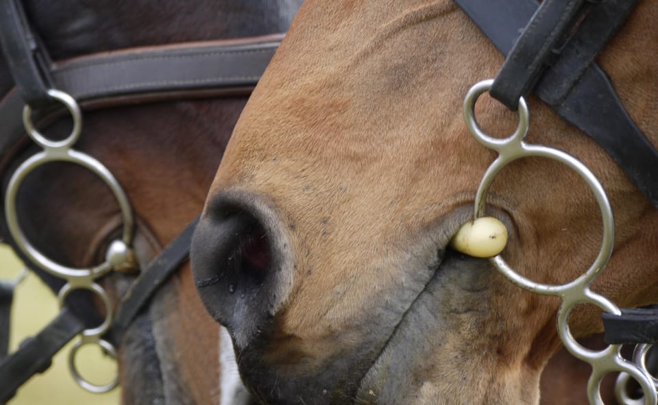 Torremolinos: Guided tour to stables of El Ranchito - The Ritmo a Caballo connection: timing and ticket choices