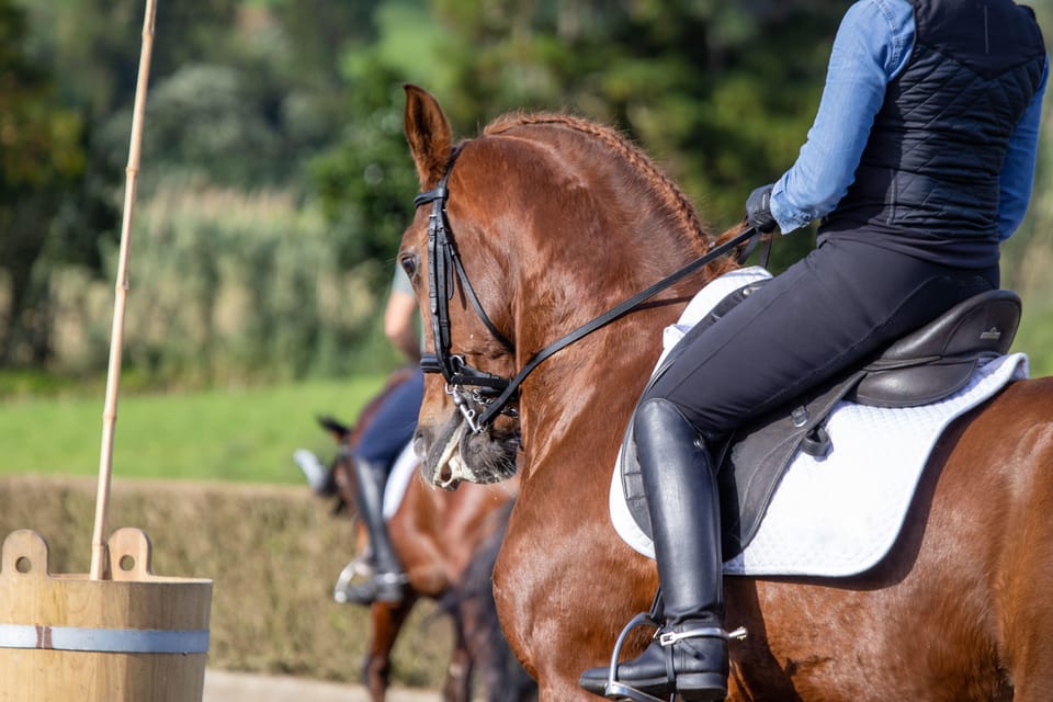 Torremolinos: Guided tour to stables of El Ranchito - Price and value: is $17 for 30 minutes actually worth it?