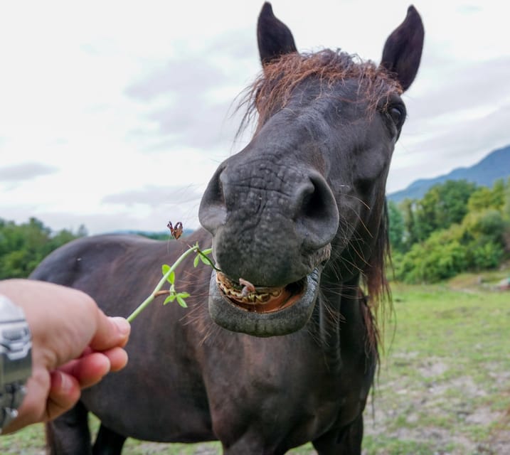 Torremolinos: Guided tour to stables of El Ranchito - What to expect during the guided stables tour