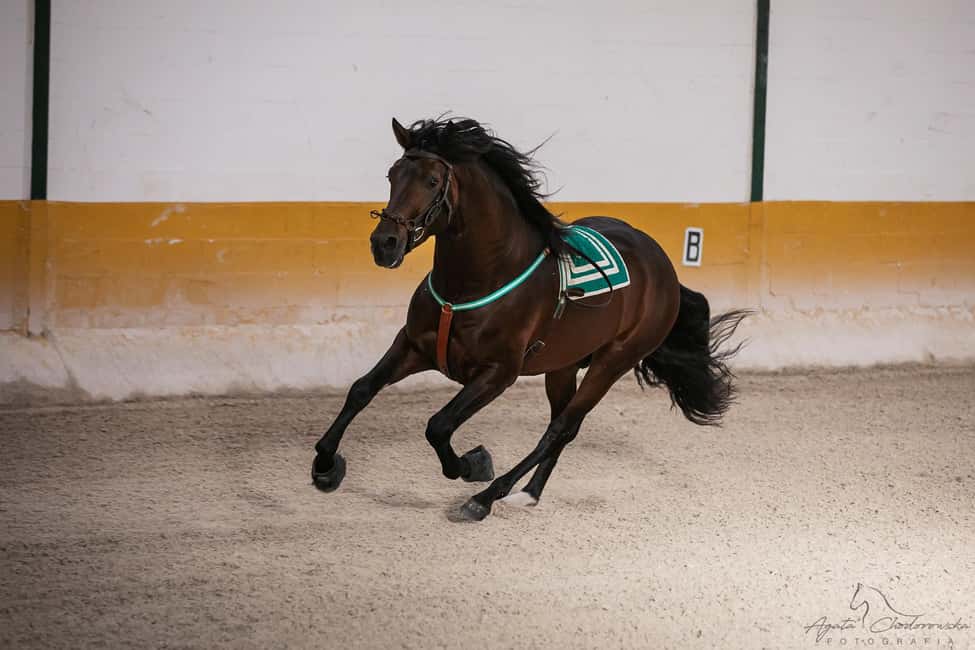 Torremolinos: Spanish horse show and flamenco with dinner option - Inside the Covered Arena: 90 Minutes of Classical Dressage Meets Showtime
