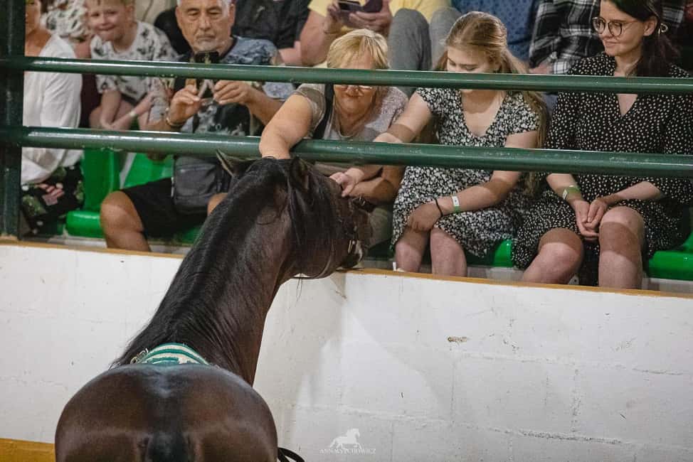 Torremolinos: Spanish horse show and flamenco with dinner option - Price and Value: Why $38 Can Work for Many People
