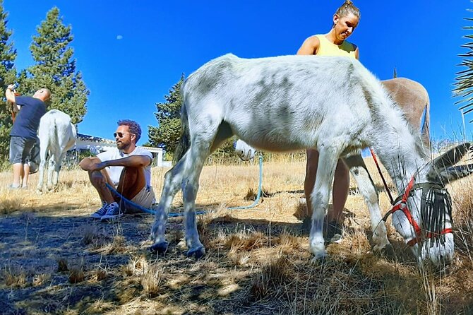 Tour the Sanctuary and Walk with the Donkeys and Share their Love - Arrival, host welcome, and the safety talk (before you meet the donkeys)
