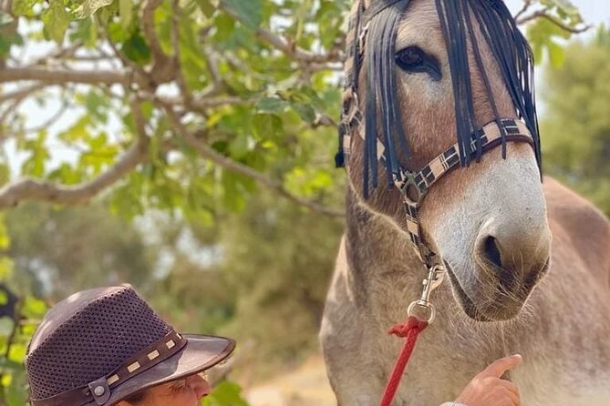Tour the Sanctuary and Walk with the Donkeys and Share their Love - The countryside walk with the donkeys: what it feels like on the ground