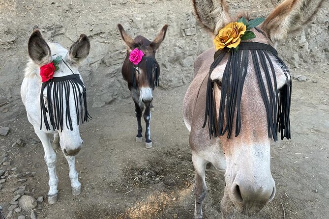 Tour the Sanctuary and Walk with the Donkeys and Share their Love - The 9:30am start in Las Lagunas de Mijas: timing that makes sense