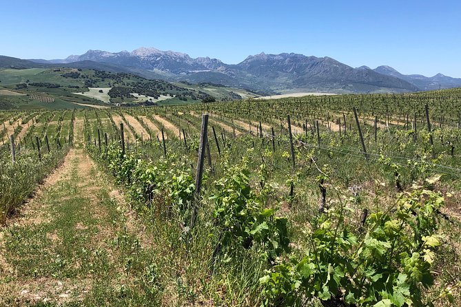 VIP Ronda Wine Tour and Tasting and Gourmet Lunch Experience with Winemaker - From Marbella Area to Ronda: The 4WD Pickup That Changes the Day