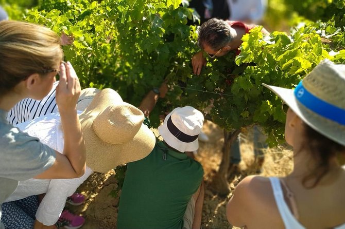 VIP Ronda Wine Tour and Tasting and Gourmet Lunch Experience with Winemaker - Acinipo Footfields to a Hillside Cortijo: Where the Cellars Are Carved Out