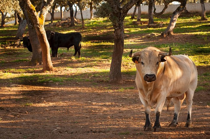 Visita Entre Toros y Caballos - The Practical Side: Timing, Group Size, and Getting Your Bearings