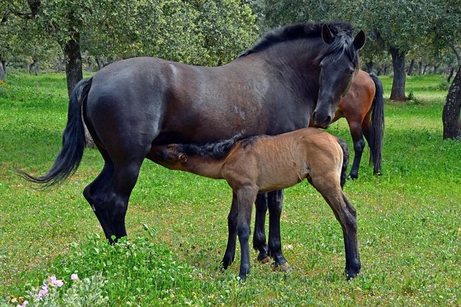 Visita Entre Toros y Caballos - English Comfort: What to Expect From Guides and Audio
