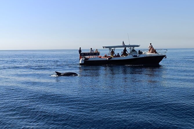 Walk and dolphin watching in Fuengirola + 1 drink - Key takeaways