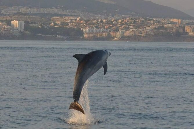 Walk and dolphin watching in Fuengirola + 1 drink - The included drink: comfort fuel for a 2-hour outing