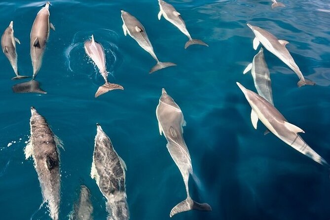 Walk and dolphin watching in Fuengirola + 1 drink - Views of the Costa del Sol you actually get time to enjoy