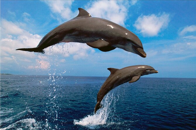 Walk and dolphin watching in Fuengirola + 1 drink - Weather and timing: how to make the ride smooth