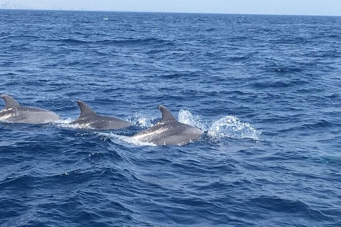 Walk and dolphin watching in Fuengirola + 1 drink - Price and value: is $40.72 a fair deal for dolphins plus a drink?