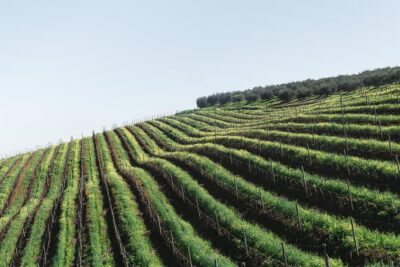 Wine & Tapas tour by electric bike (e-bike) including Ronda pickup (full day) - E-bikes and helmets: making the climbs feel friendly