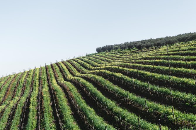 Wine & Tapas tour by electric bike (e-bike) including Ronda pickup (full day) - E-bikes and helmets: making the climbs feel friendly